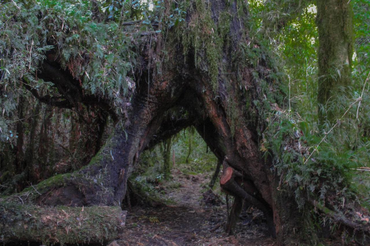 Parque Tepuhueico Alojamento *