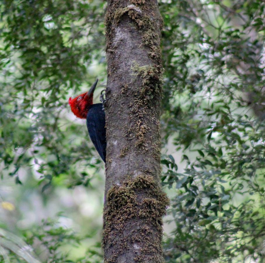 Parque Tepuhueico Alojamento *